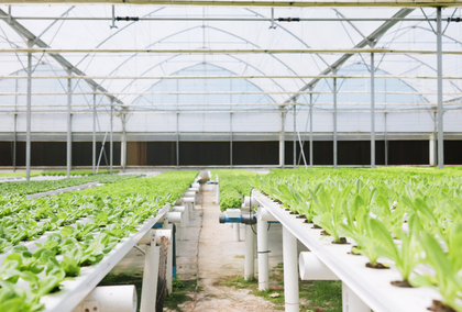 Environment, Sustainability & Agriculture